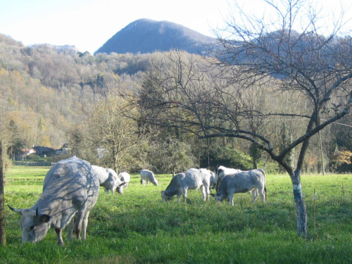Vaches Gasconnes